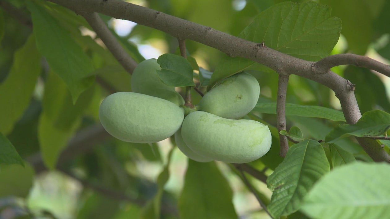 Le pawpaw est un fruit qui ressemble à une grosse mangue verte. 