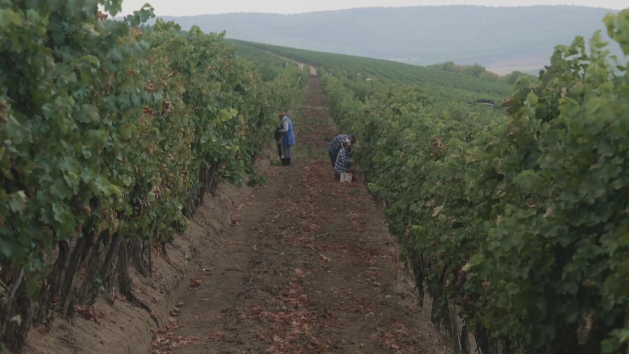 Récolte de raisins dans un vignoble en Moldavie.