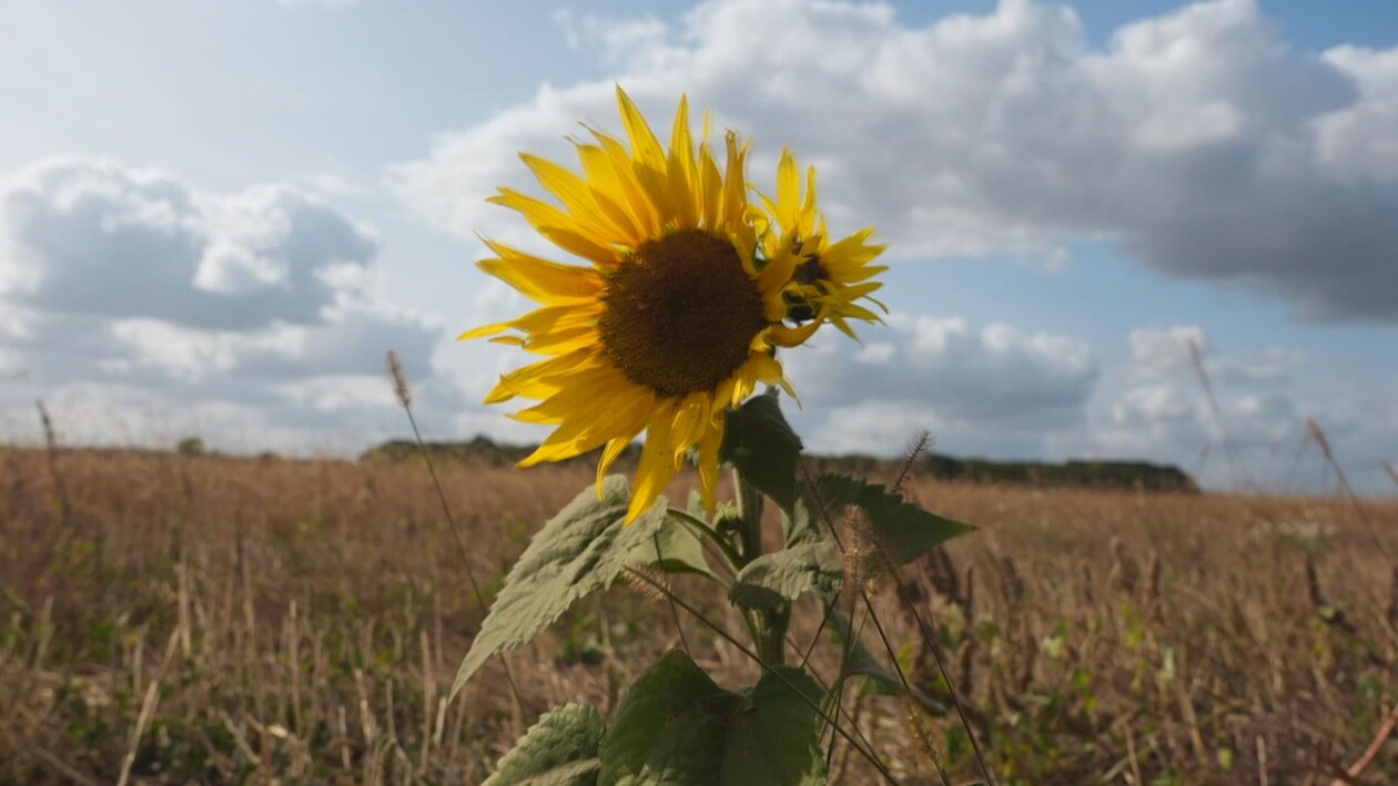 Un fleur de tournesol devant un champ agricole et Ukraine.