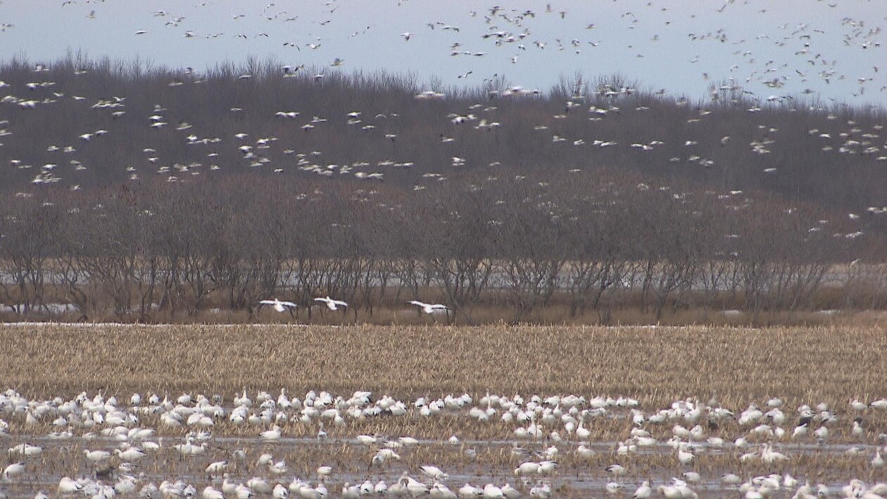 Le retour des oies blanches Le téléjournal Mauricie