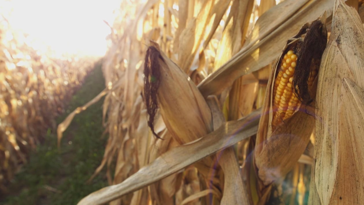 champ de maïs à l'automne avec corridor solaire