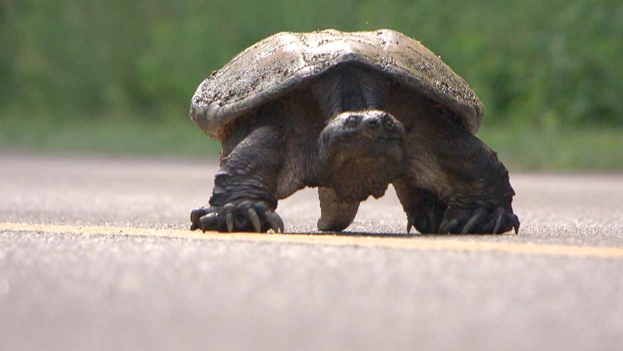 tortue qui traverse une rue 
