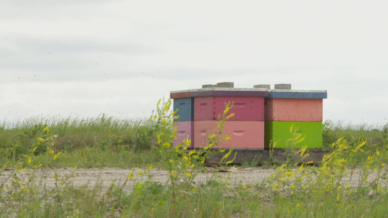 Des apiculteurs livrent des ruches à des producteurs de bleuets qui relâchent les abeilles dans leurs champs pour la pollinisation.