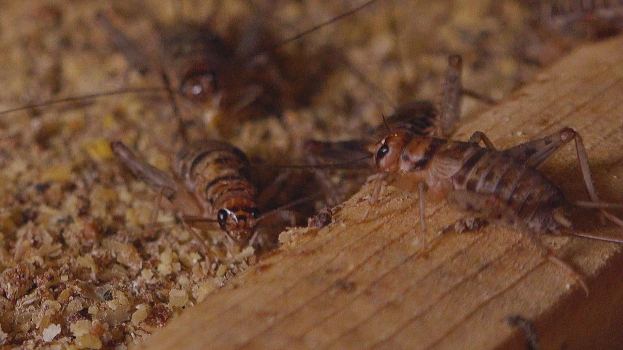 France: Dans la 1ère ferme d'élevage d'insectes comestibles