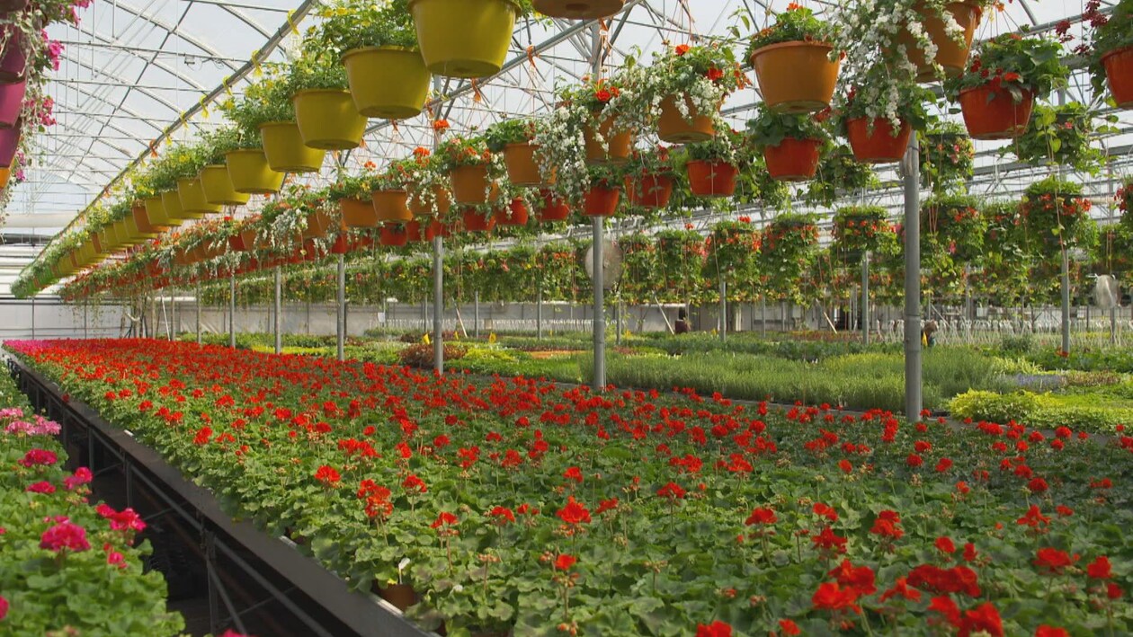 Intérieur d'une grande serre de production horticole remplie de plantes fleuries.