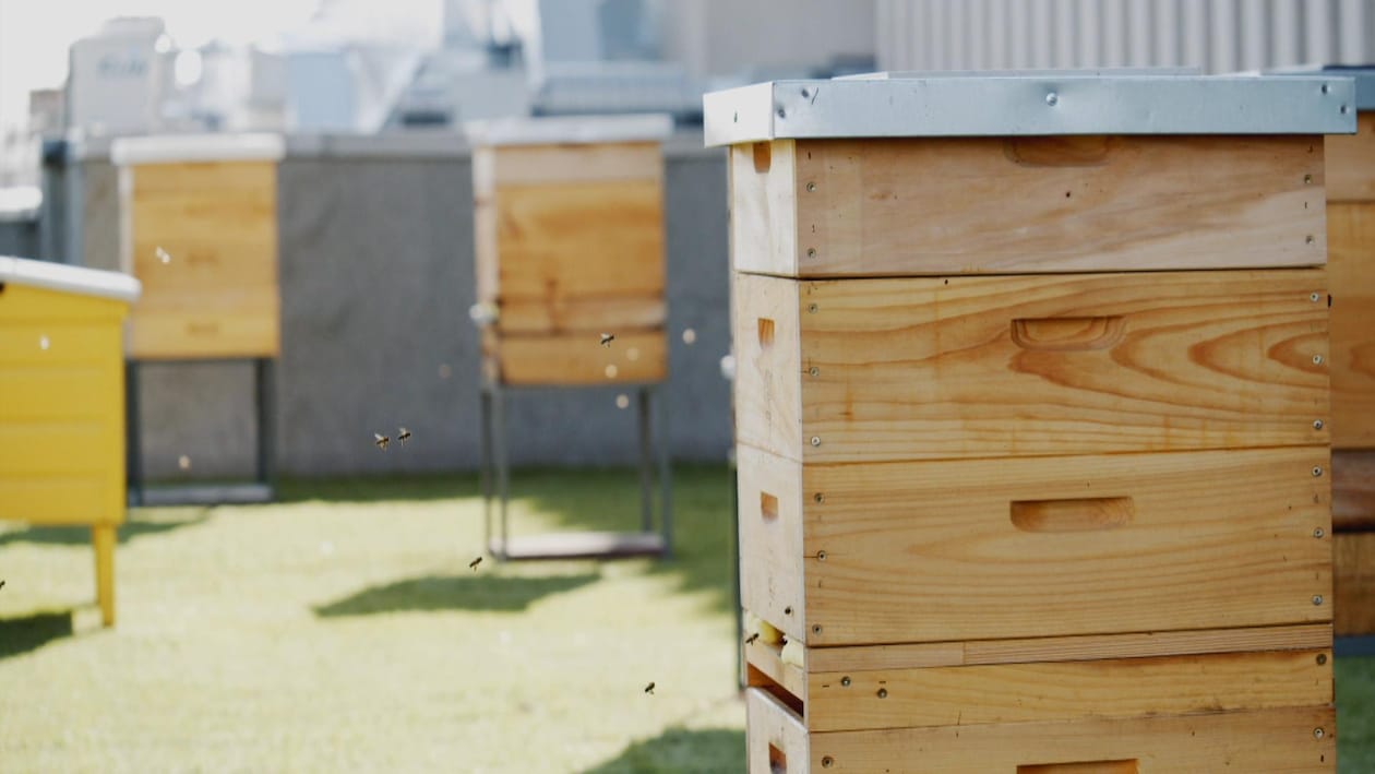 Des ruches sur le toit d'un édifice en ville et quelques abeilles qui y rentrent.