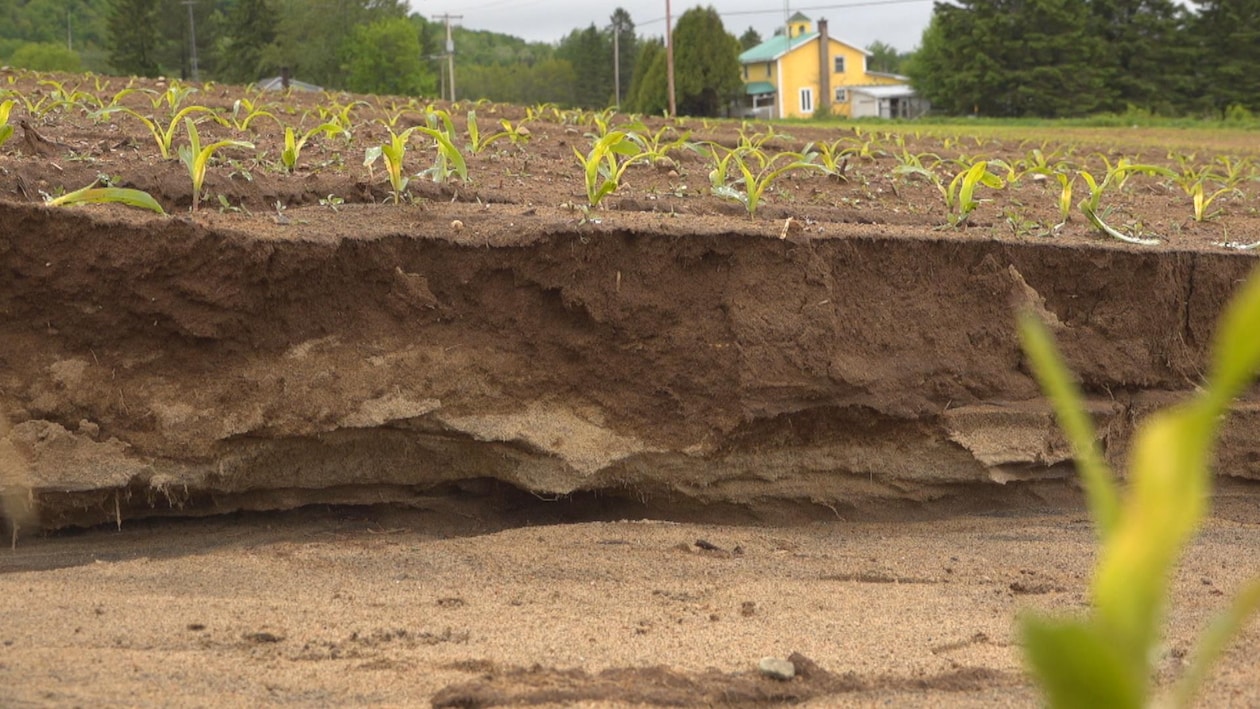 Un fossé creusé par l'érosion dans un champs de maïs. On peut voir les strates de terre de différentes couleurs.