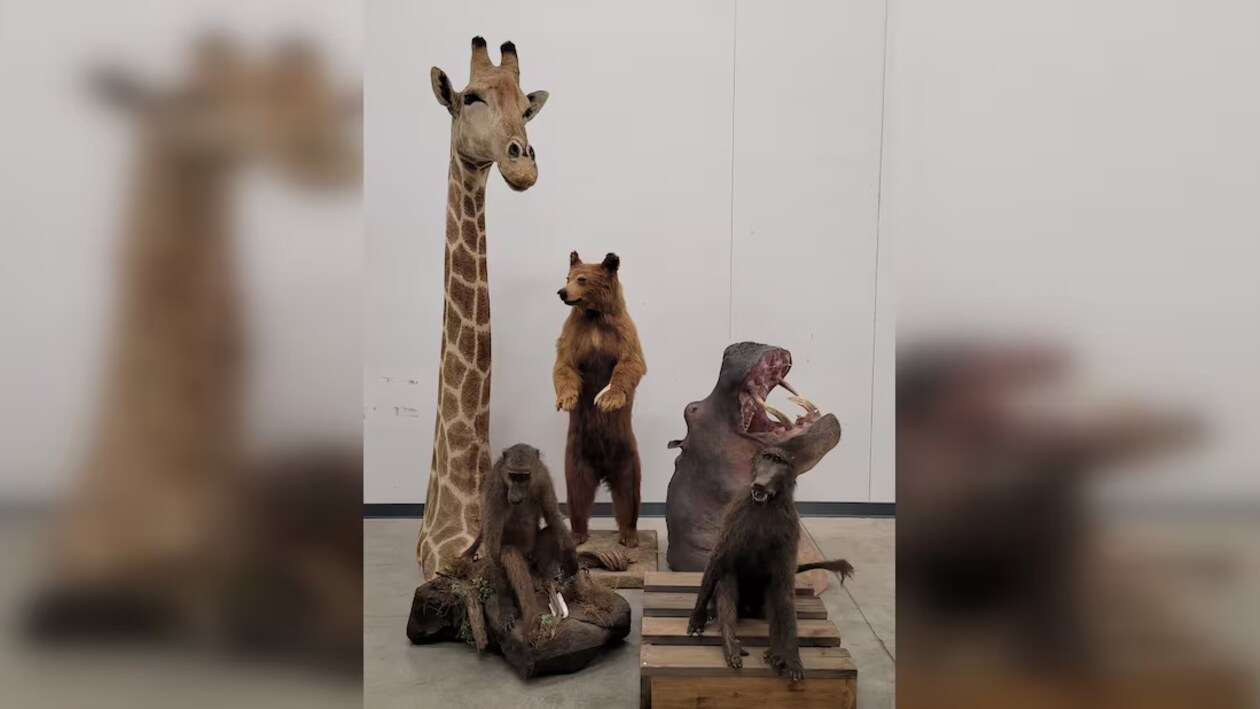 60 000 d’amendes pour avoir importé des animaux exotiques empaillés Le téléjournal Saskatchewan