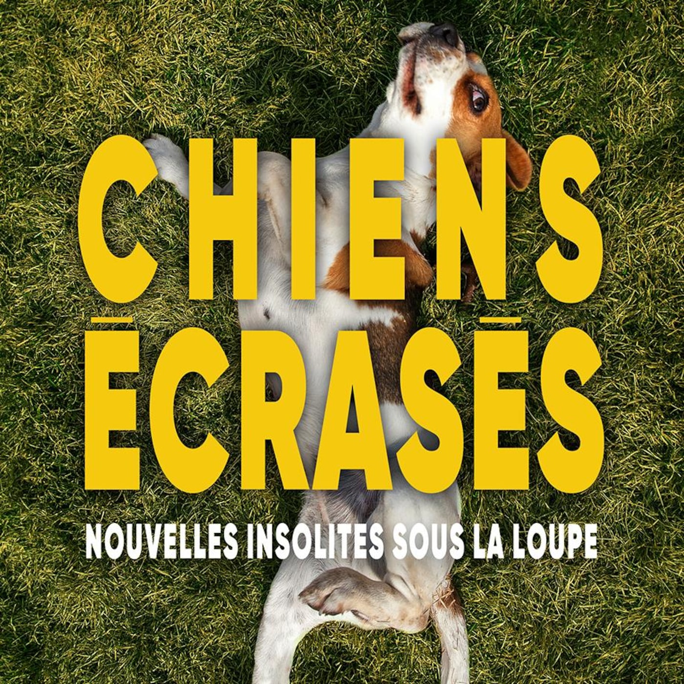 Chiens écrasés : nouvelles insolites sous la loupe