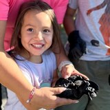 The turtle hatchlings were released in wetlands, a kilometer away from where the eggs were originally found. (Mohawk Council of Akwesasne/Facebook)