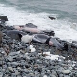 Trois dauphins échoués sur le rivage. 