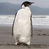 A closeup of a penguin on a sandy beach. 