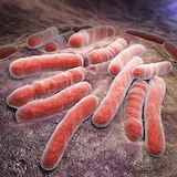Bacterias de la tuberculosis.