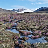 Une vaste étendue traversée par un cours d'eau est recouverte de fleurs. Au loin s'élèvent des montagnes enneigées. 