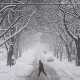 Une personne pellete la neige dans une rue bordée d'arbres.
