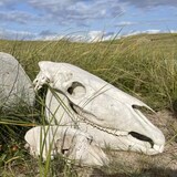 Un squelette de cheval dans les hautes herbes de l'île de sable.