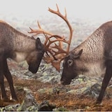 Deux caribous s'affrontent.