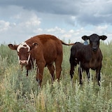 Four calves in a field.