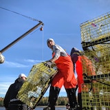Des travailleurs s'affairent à décharger les casiers à homard au quai de Loggiecroft, au Nouveau-Brunswick.