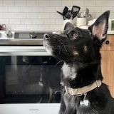 狗狗
