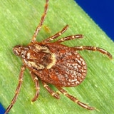 A tick on a blade of grass.
