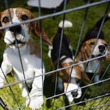 Tres perros enjaulados.