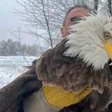 A bald eagle is collected by the Department of Natural Resources after a close encounter in Esgenoôpetitj First Nation on Sunday. (Submitted by Danny Ward)