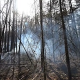 Un incendie dans les bois.