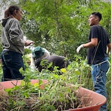 Des femmes et des hommes dans un jardin, ramassant des mauvaises herbes.