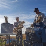 Des semences sont collectées par deux hommes à la ferme expérimentale d'Agriculture Canada à Saskatoon. 