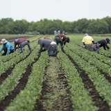 Des travailleurs accroupis dans un champ.
