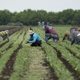 Workers squatting in a field.