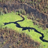 Un ruisseau continue de s'écouler au cœur d'une zone brûlée par un feu de forêt près de Lebel-sur-Quevillon, en juin 2023.