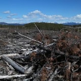 Burned wood lies on the terrain. 