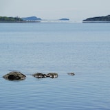 L'estuaire du Saint-Laurent, à Rimouski.