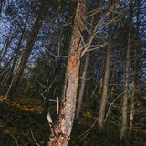 Des épinettes ravagées par les insectes dans le nord de la Finlande. L'écorce des arbres est dégradée.