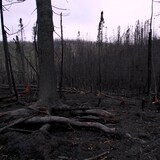 Des troncs brûlés après les feux de forêt. 
