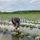 Un cueilleur tente de récupérer une fraise dans un champ inondé.