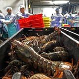 Une usine de transformation du homard