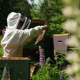 Une apicultrice soulève un cadre plein d'abeilles..