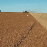 حصاد البازلّاء الصفراء في مقاطعة مانيتوبا في غرب وسط كندا.