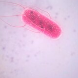 Une bactérie E. coli.