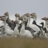 Lesser snow geese.