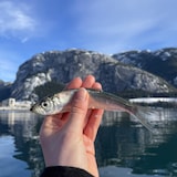 Une personne tient dans sa main un hareng, dans la baie Howe, près de Squamish, en Colombie-Britannique.