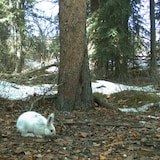 Un lièvre blanc dans une forêt déneigée. 