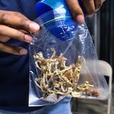 A vendor bags psilocybin mushrooms at a pop-up cannabis market in Los Angeles in May 2019. Though illegal in Canada since the 1970s, recent exemptions have been granted for its use in psychotherapy. 