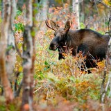 A moose.