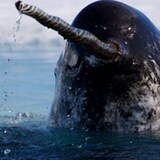 A narwhal's head sticks out of the water. 