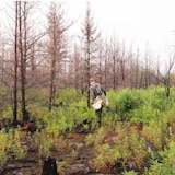 Un homme reboise la forêt.
