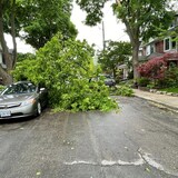 Un arbre brisé sur une voiture à Toronto.